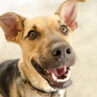 Donate to our shelter